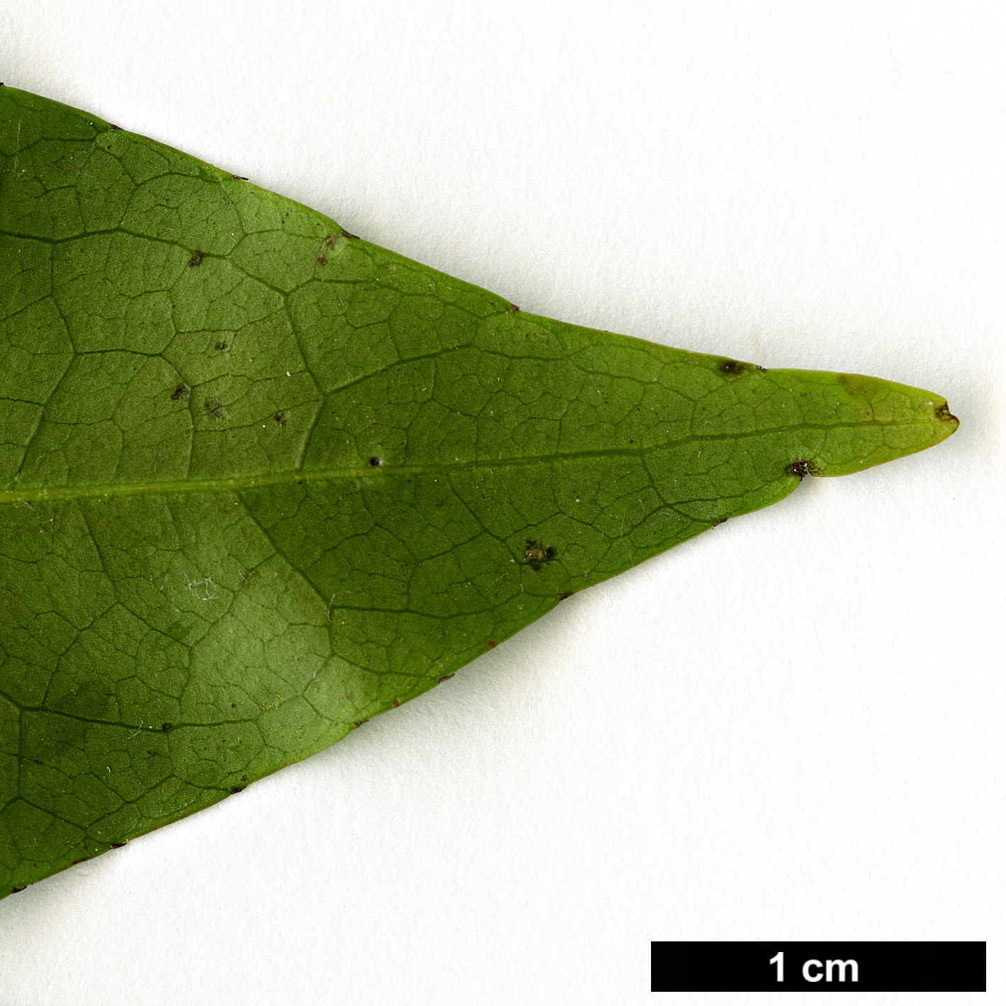 High resolution image: Family: Elaeocarpaceae - Genus: Elaeocarpus - Taxon: glabripetalus 
